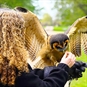 owl sitting on glove